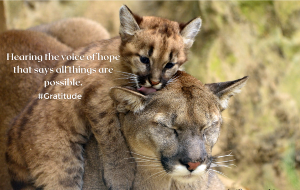 Cougar Quote
